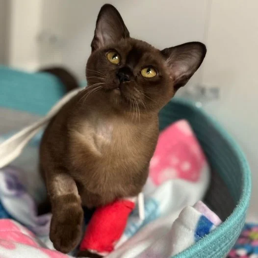 Burmese kitten Mia