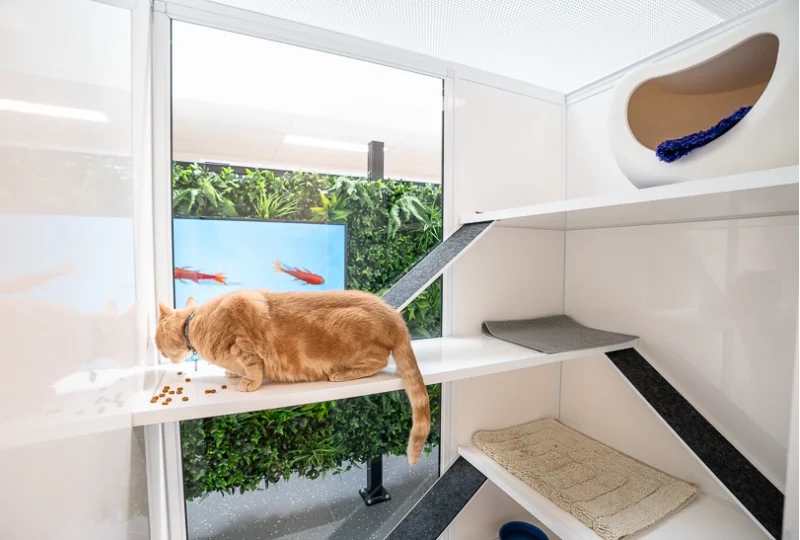 Specialist Treatment for Cats