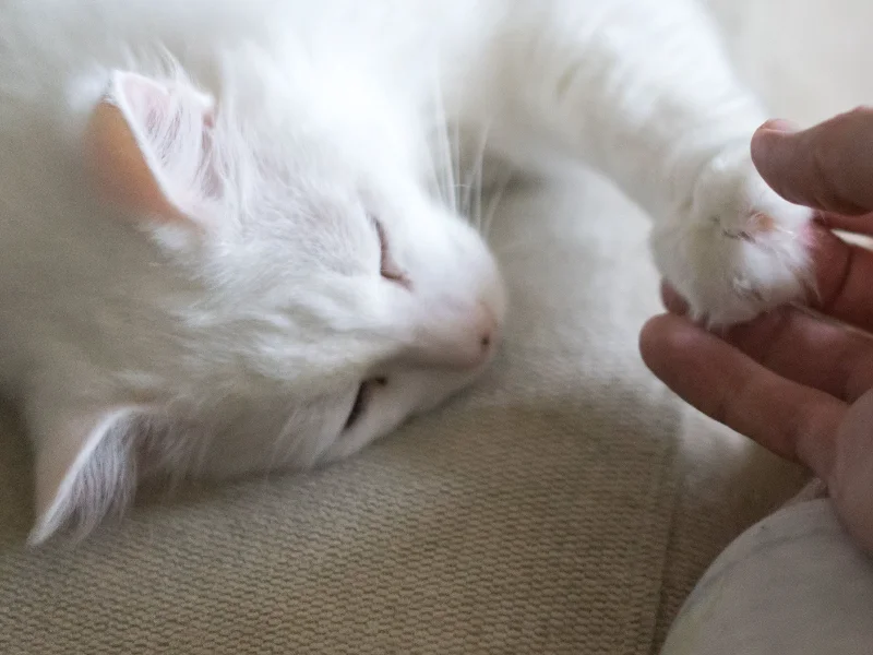 Euthanasia in cats