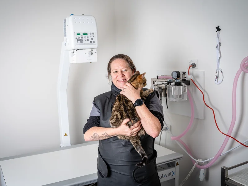 Feline diagnostic needs
