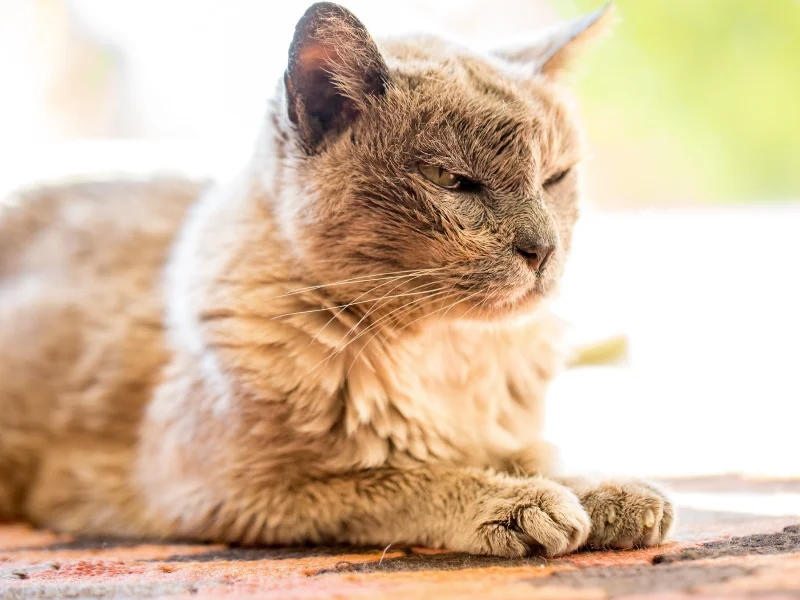 A cat sitting quietly