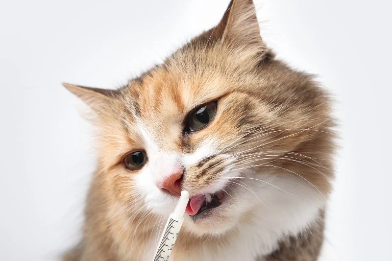 semaglutide for cats SENVELGO | Feline Diabetes