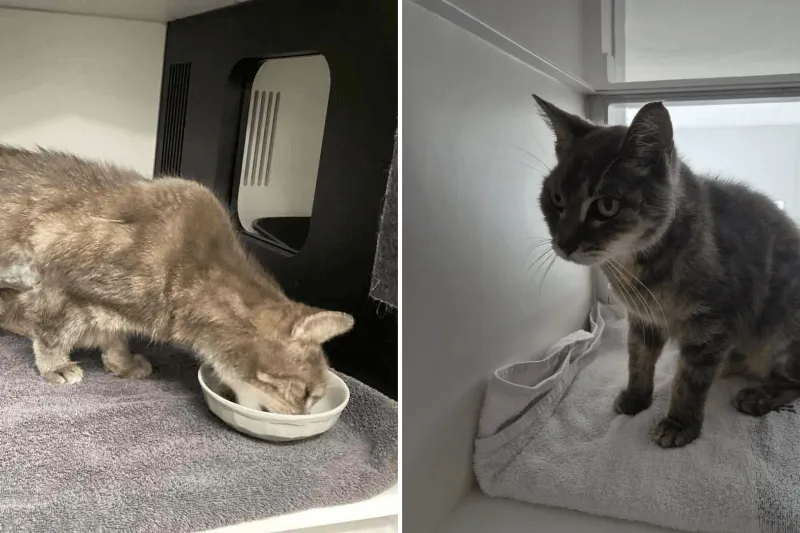 Two different cats in a cage