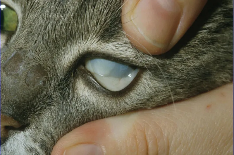 Eyes of a cat with anaemia