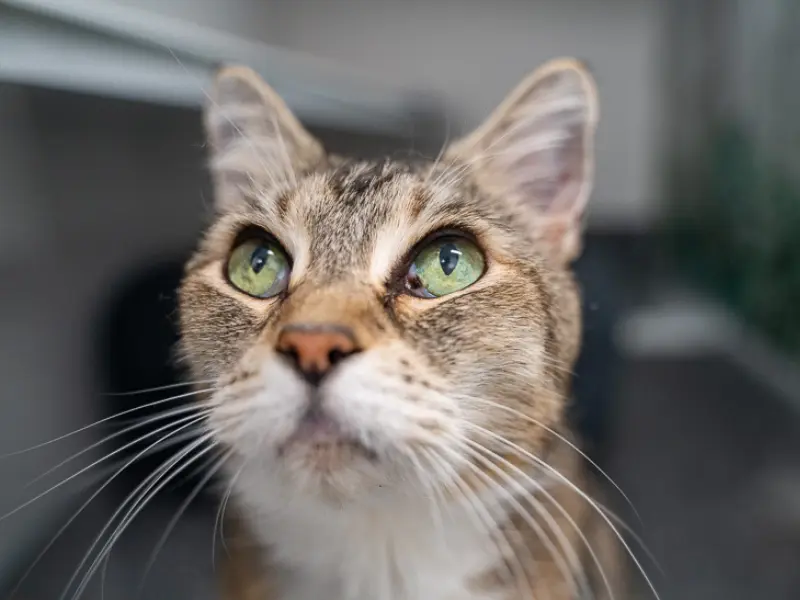 Photo of a cat looking something