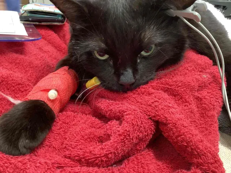 a cat