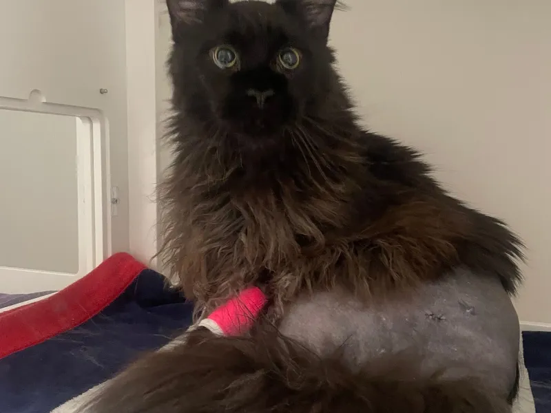 Grey Maine Coon cat laying down on a red pillow