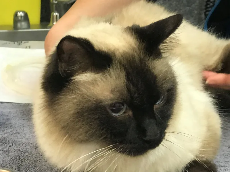 Ragdoll cat having a checkup