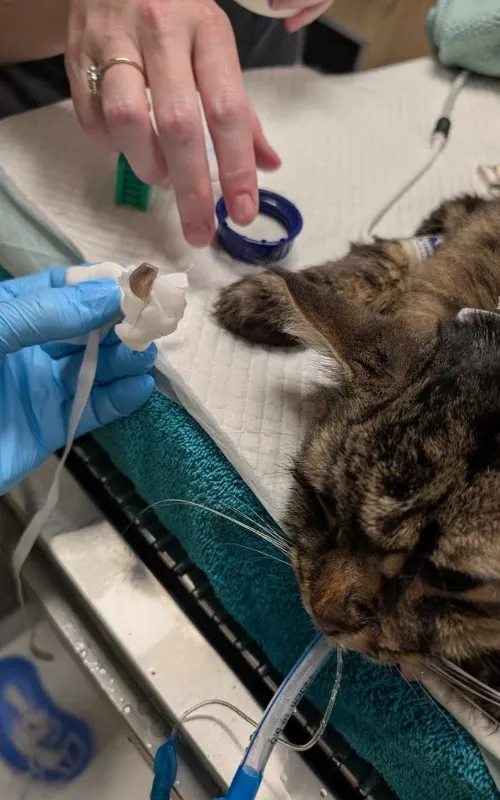 Preparing a cat for operation