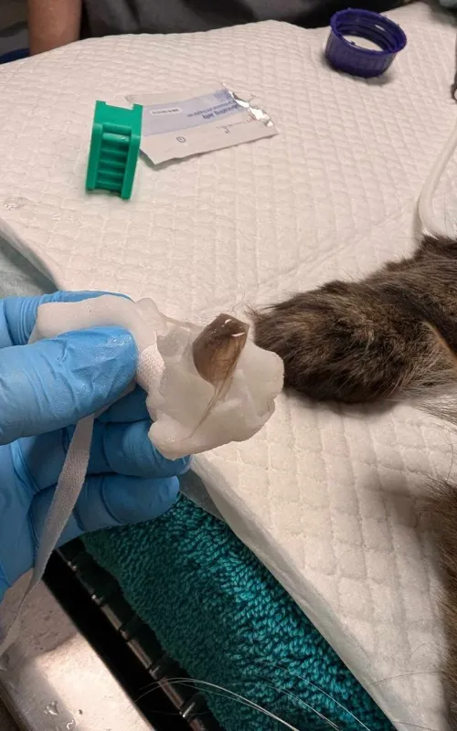 Preparing a cat for operation