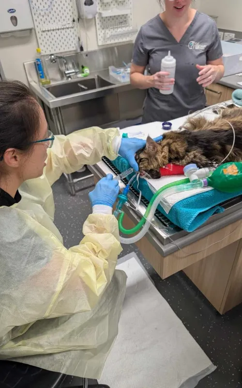 Veterinarian on going operation to a cat
