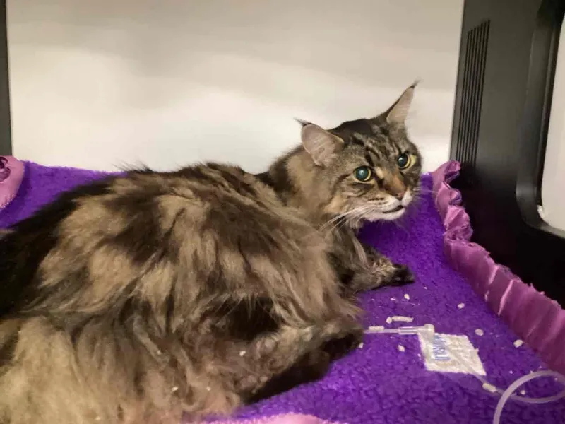 Sick cat laying down on a bed in a clinic