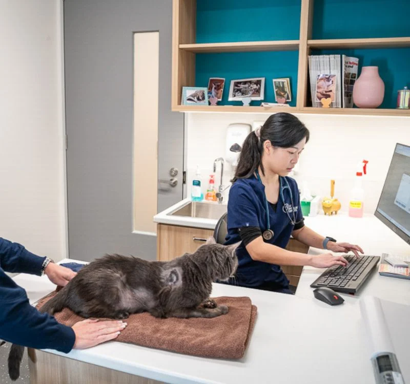 A cat on the counter and a woman typing on the computer