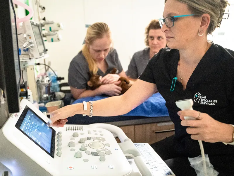 Veterinary ultrasound specialist adjusting imaging settings while another team cares for a small sedated cat in the background