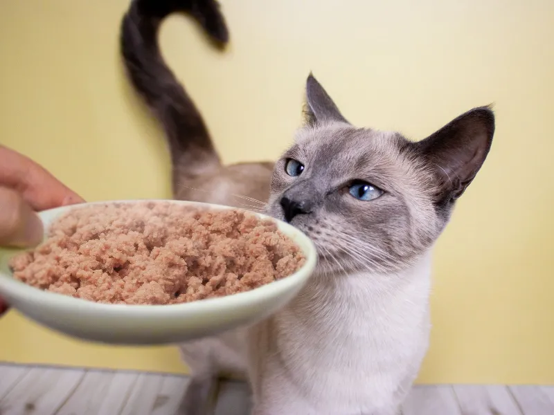 cat with blue eyes reaching toward food bowl on yellow background