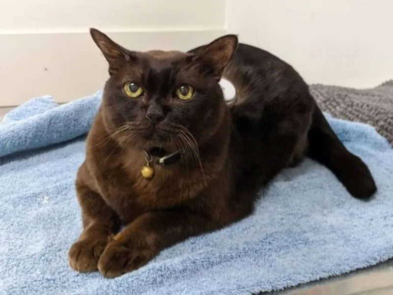 Brown cat with yellow eyes wearing a collar and bell, lying on a blue towel indoors and looking attentively forward.