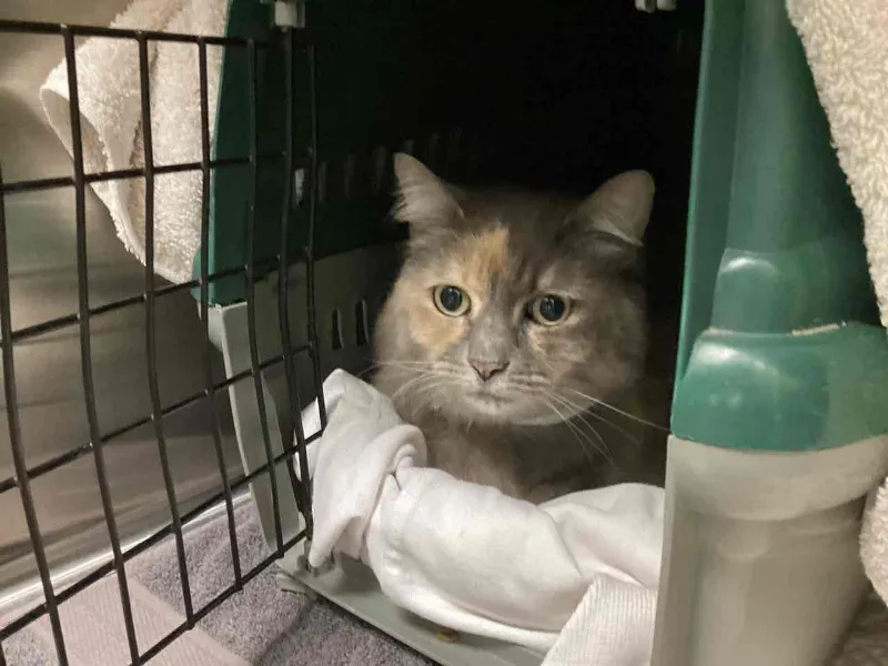 close-up of a cat sitting inside a pet carrier, looking out toward the camera
