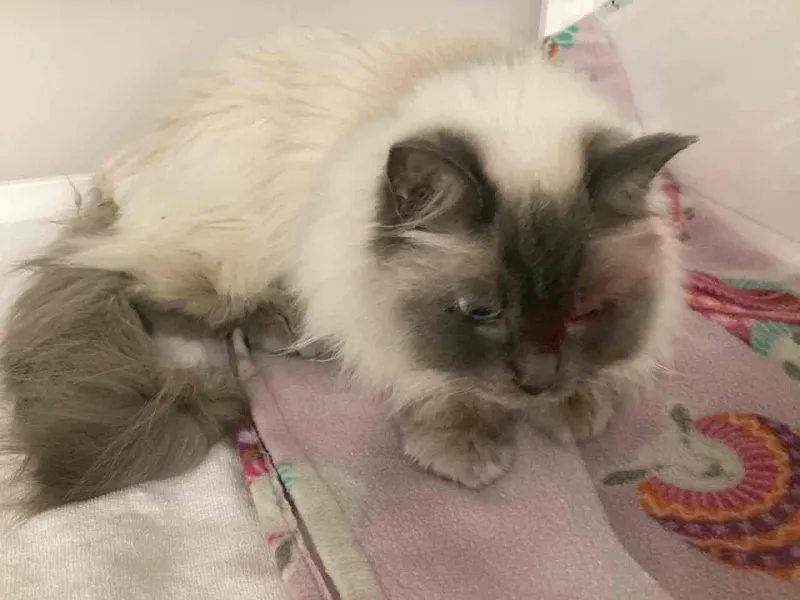 Cat sitting at the bed