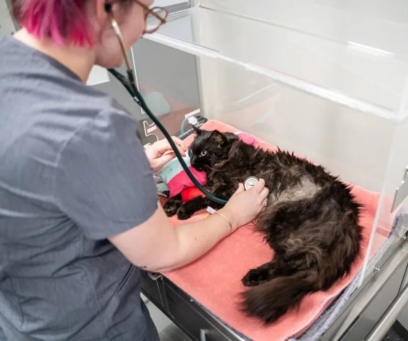 Nurse checking the cat