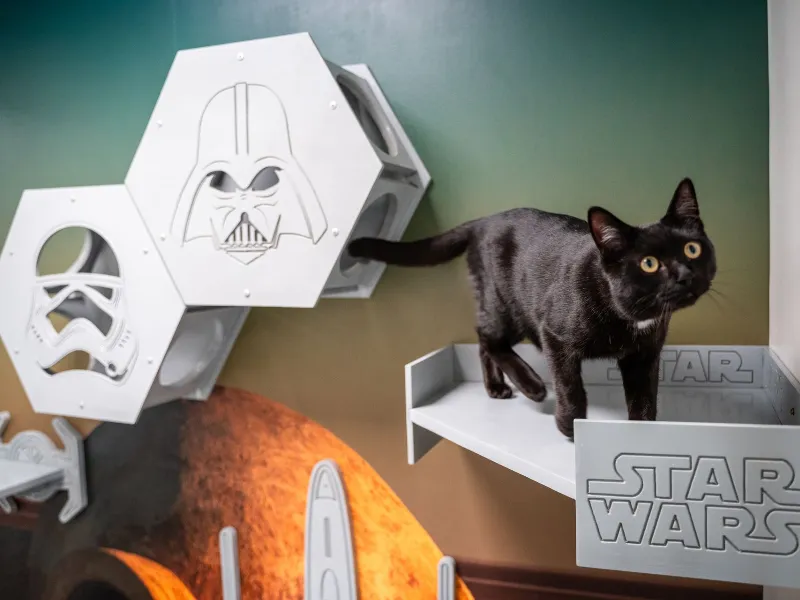 The black cat is standing in the woodstand