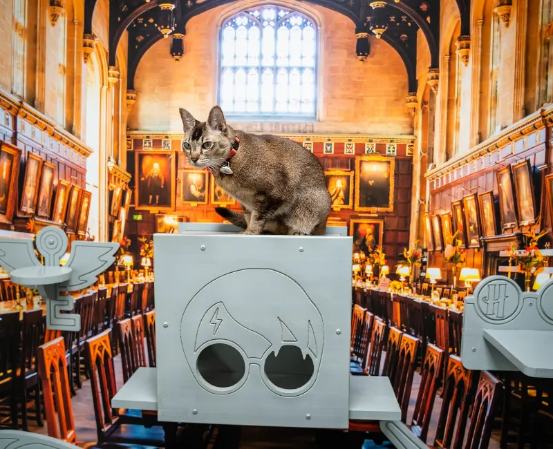 Cat is standing in the boarding