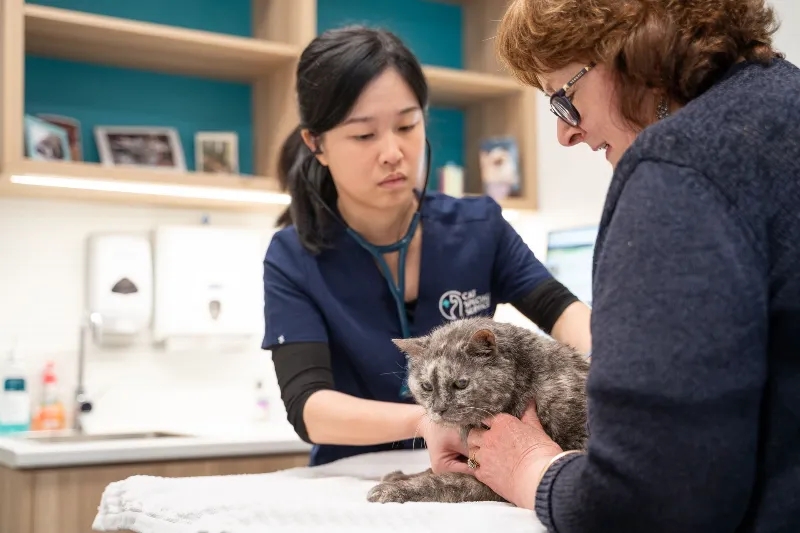 Veterinarian examining a cat while the owner holds it at a clinic.