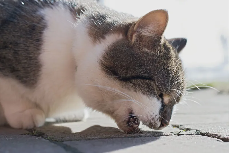 Cat vomiting on a paved surface outdoors.