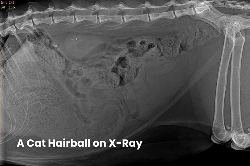 Side-view X-ray of a cat’s abdomen showing a dense mass in the stomach consistent with a hairball.