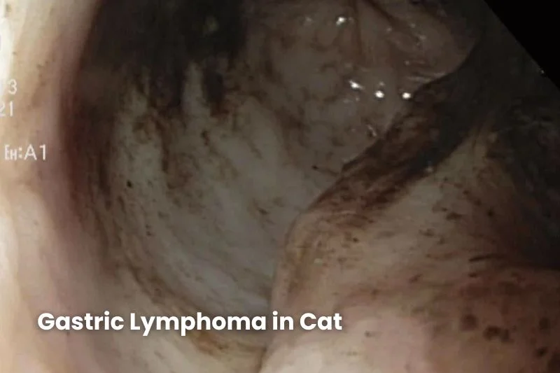 Endoscopic view inside a cat’s stomach showing abnormal thickened tissue