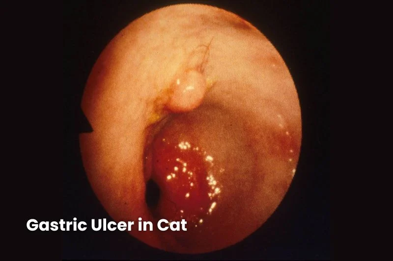 Endoscopic image of a cat’s stomach showing a red, inflamed lesion with a central crater indicative of a gastric ulcer.