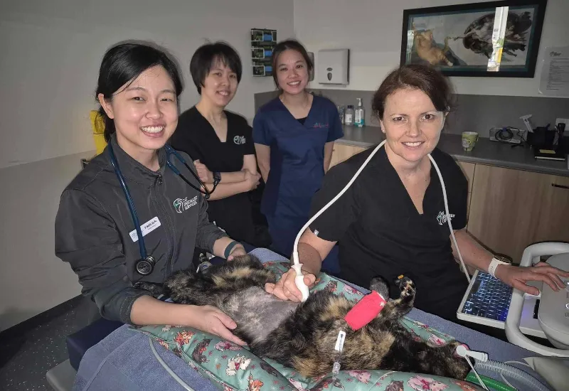 Four veterinarians in scrubs stand around a padded examination table as they perform an ultrasound on a small dog lying on its back in a clinic.