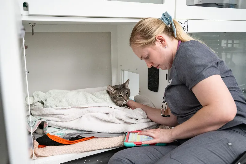 Veterinarian checking a cat resting in a clinic enclosure.