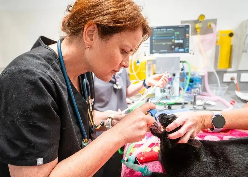 Veterinarian in scrubs and stethoscope treats a black cat on a blanket, using dental tools while an monitor and tubes are visible in the background.