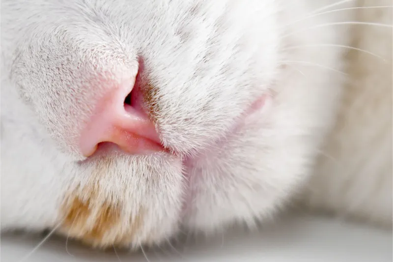 Close-up of a cat’s nose and mouth.