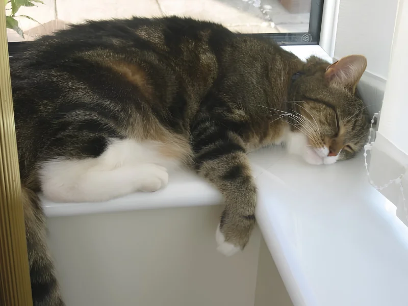 Tabby and white cat sleeping peacefully on a windowsill, curled beside a sunlit window with one paw hanging over the edge.