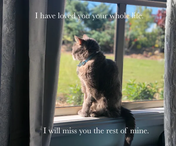 Grey tabby cat wearing a blue collar sitting on a windowsill and looking out over a sunlit garden, with memorial text reading, “I have loved you your whole life. I will miss you the rest of mine.”