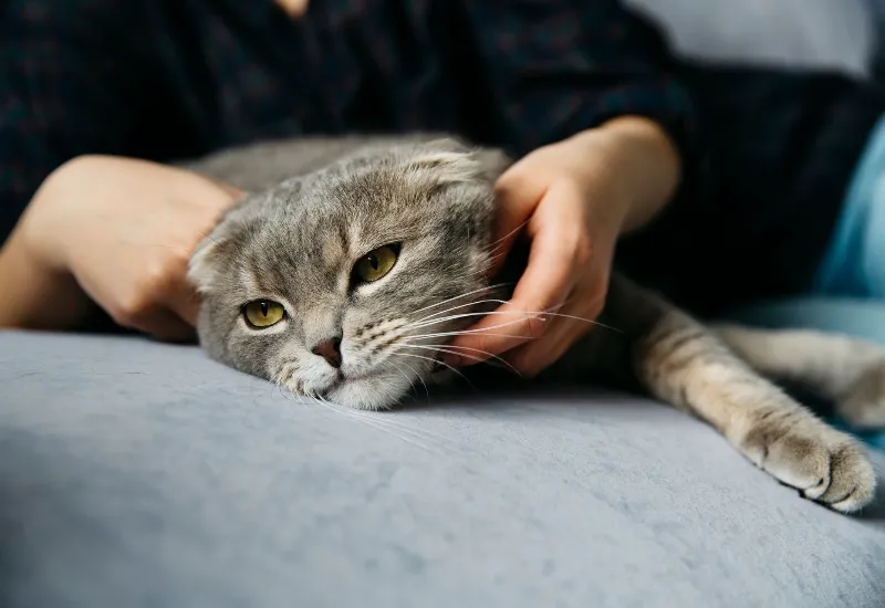 A grey cat lying down while being gently held by its owner.