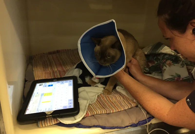 Veterinary staff member caring for a cat wearing a recovery cone inside a clinic recovery enclosure.