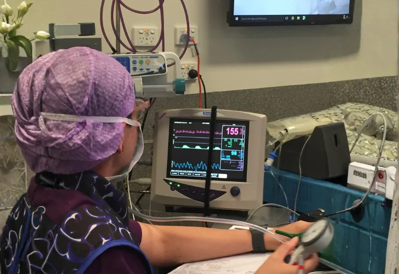 Veterinary professional monitoring anaesthesia and patient vital signs during a surgical or medical procedure.