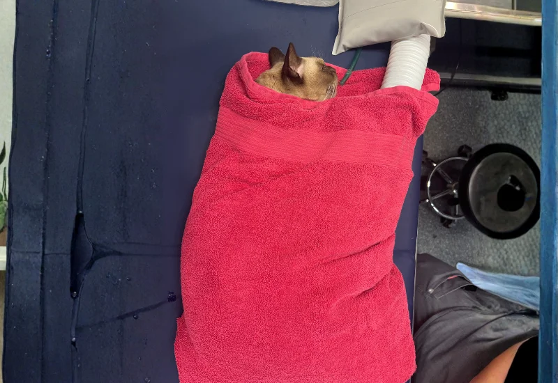 Cat wrapped in a towel recovering in a veterinary care or treatment area.