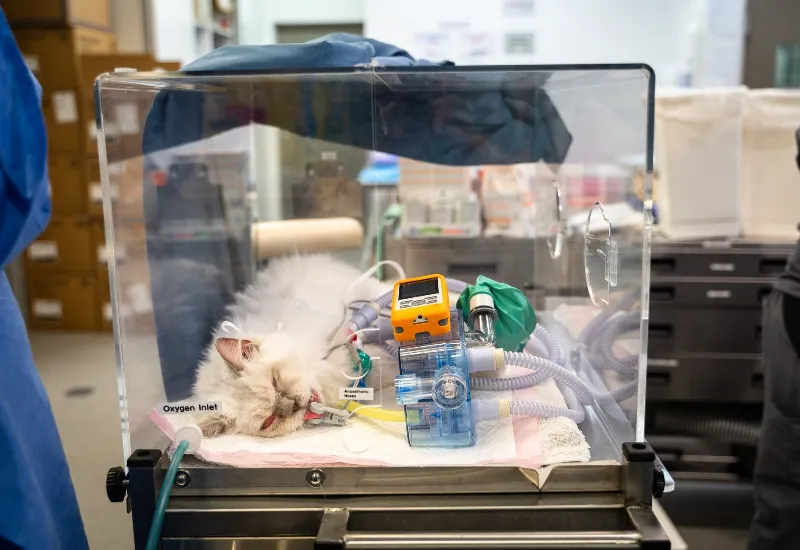 Cat receiving oxygen and veterinary care inside intensive treatment chamber at animal clinic.