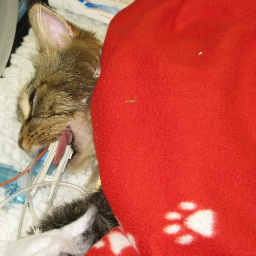 Cat receiving intensive veterinary care with monitoring and breathing support during recovery or treatment.