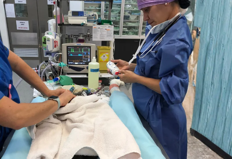 Veterinary team monitoring and treating a patient in a veterinary surgery or intensive care setting.
