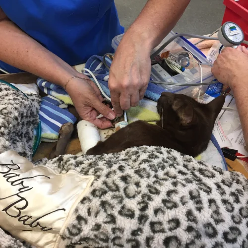 Veterinary team providing intensive medical treatment and monitoring to a cat during emergency or recovery care.