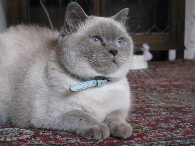 Grey cat with blue eyes resting on a patterned rug while wearing a light blue collar.