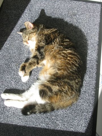 Cat lying down during a period of reduced appetite
