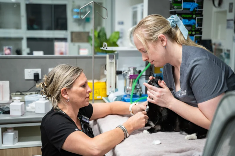 Veterinary team treating a cat patient
