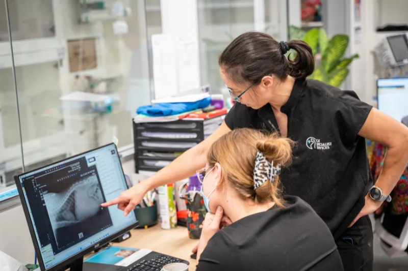 Veterinarians reviewing a cat X-ray