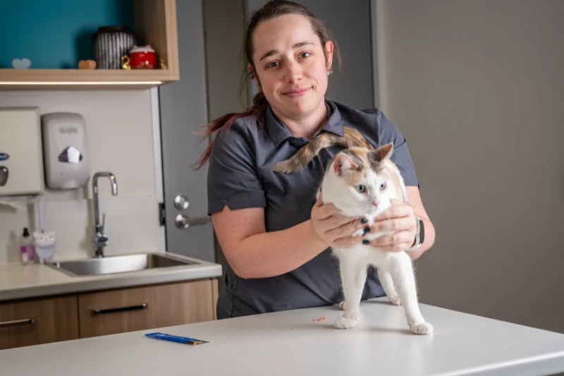 Veterinary nurse examining a cat