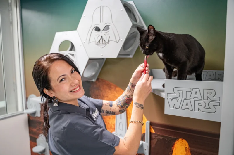 Veterinary nurse feeding a cat